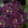 Auricula Riatty - Abriachan Nurseries